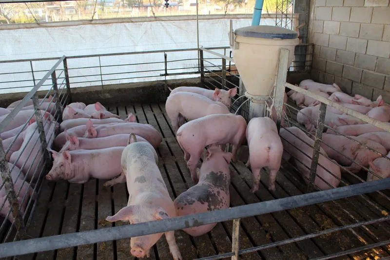 Grupo ifes proyecto Biodigestores para escuelas industrial energias renovables ingenieria 4